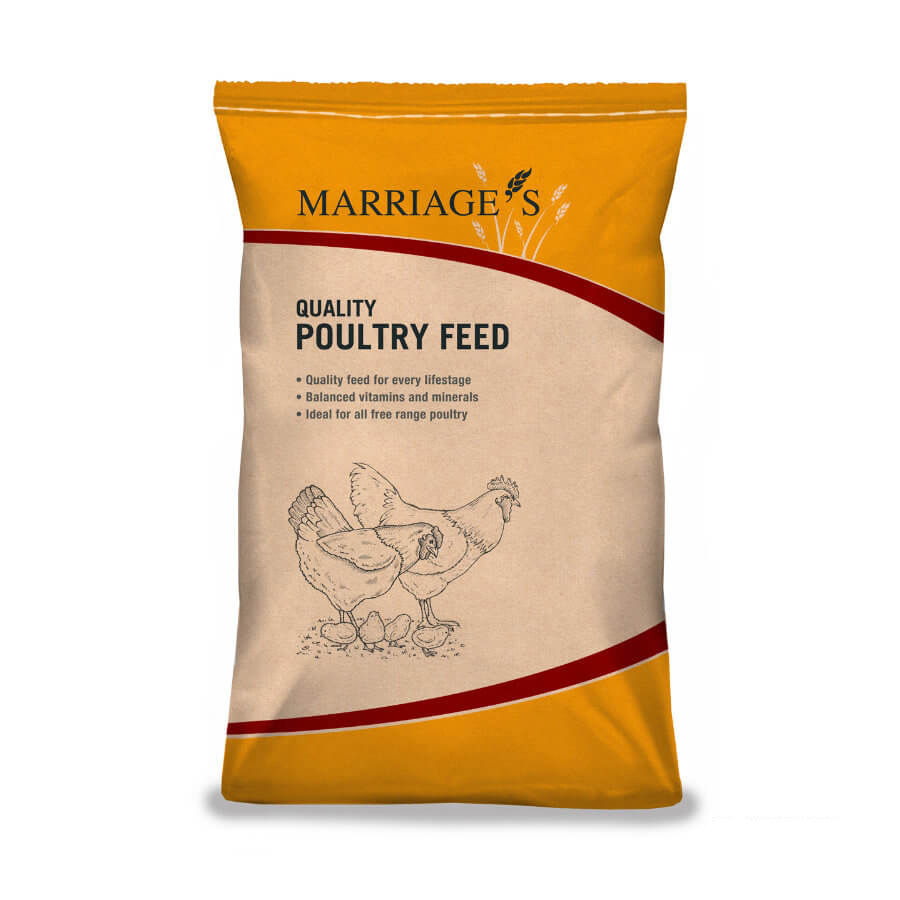 Cleaned Feed Wheat